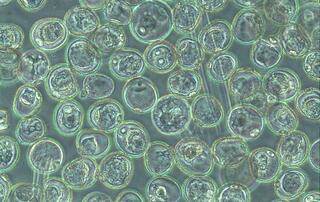 Microspores