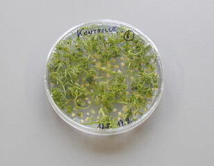 Plants develop from callus