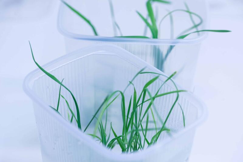 In-vitro tissue culture of cereals
