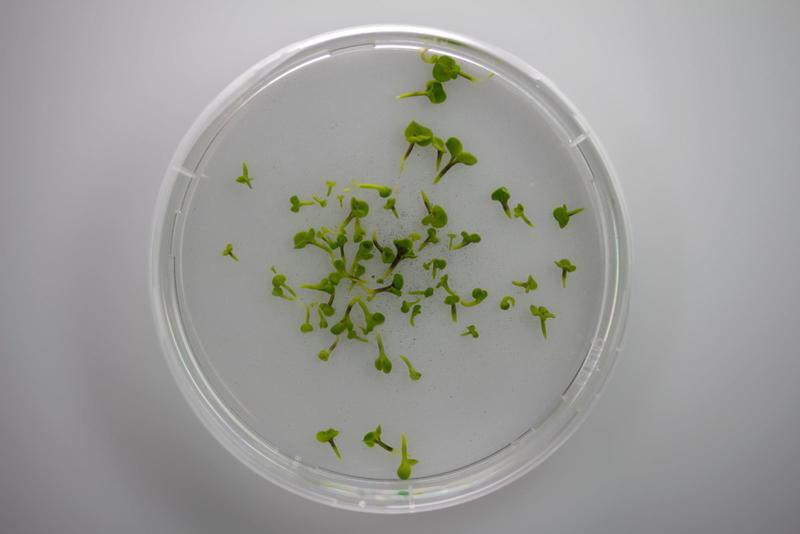 Canola embryos in petri dish.