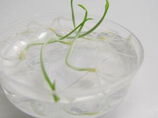 Plants develop from embryo rescue