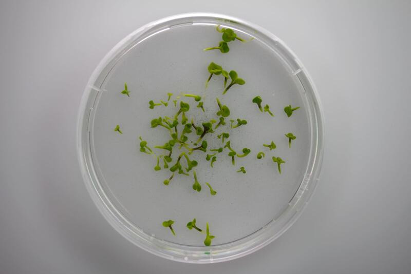 Canola embryos in petri dish.